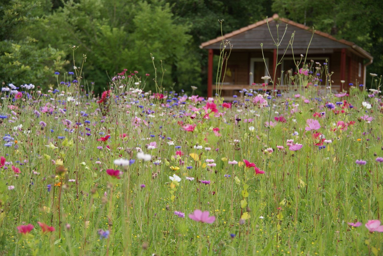 Wilde bloemen voor een chalet type 3