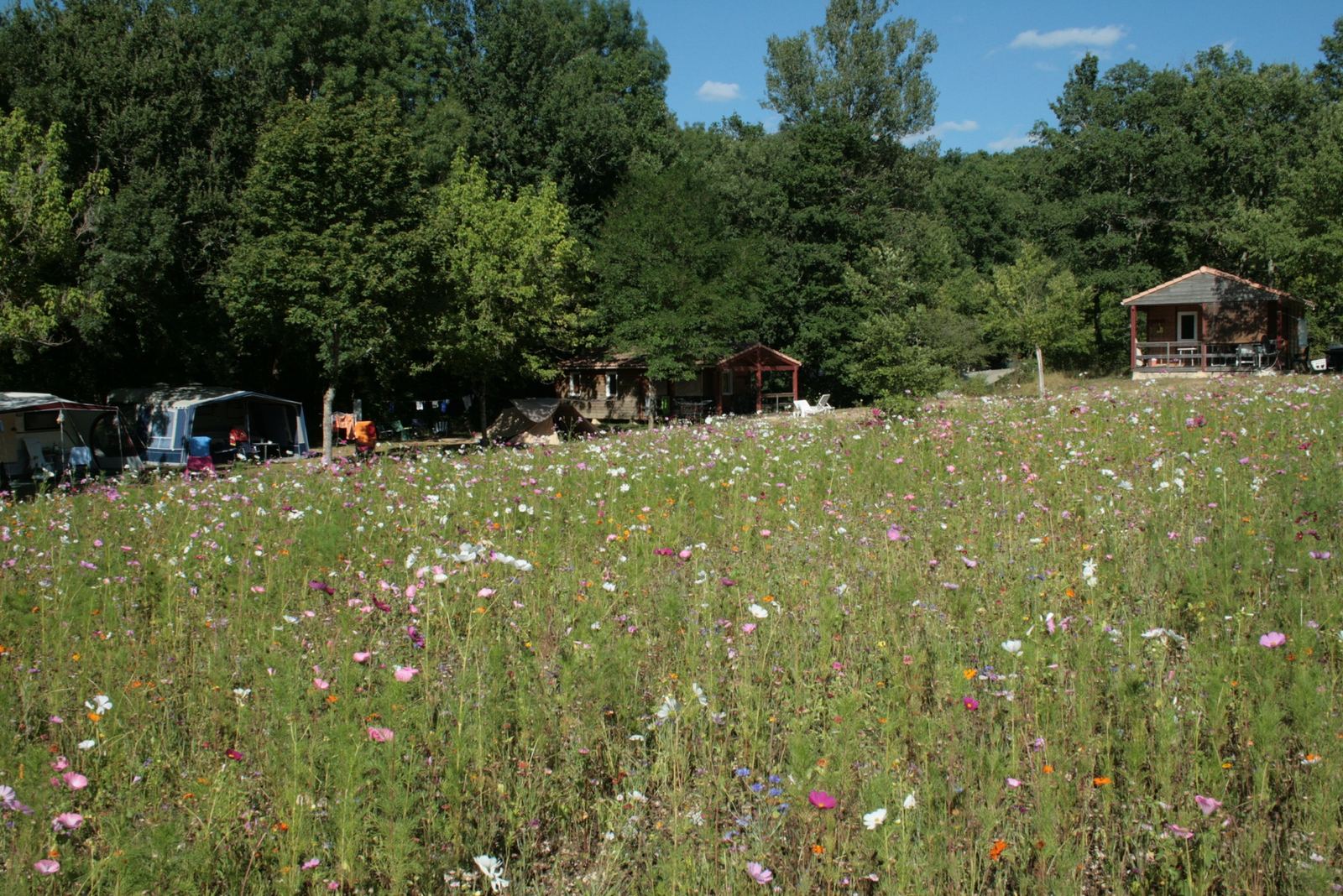 Bloemenweide met chalets type 5